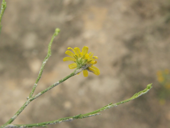 Image of sticky snakeweed