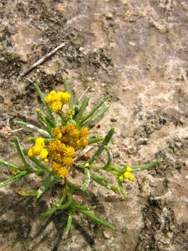 Image of Sartwellia mexicana A. Gray ex S. Wats.