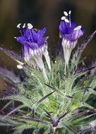 Image of Paiute Mountain pincushionplant