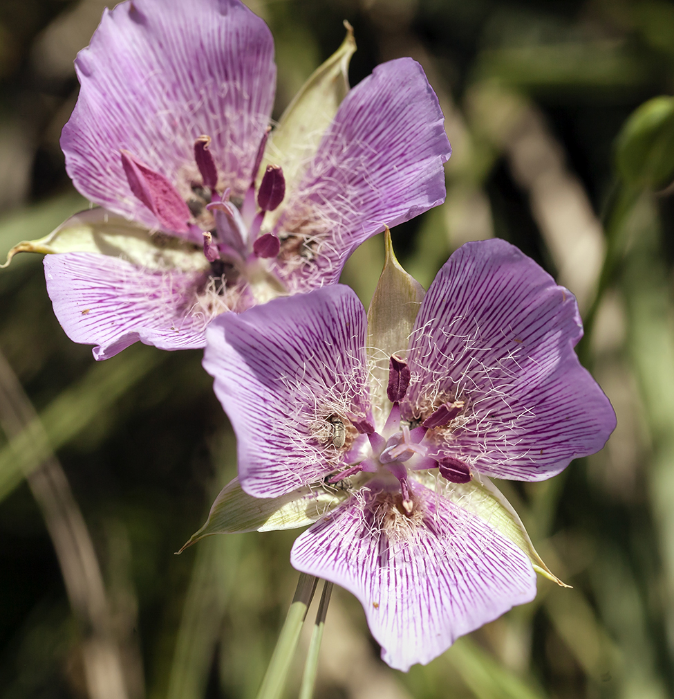 Calochortus striatus Parish resmi