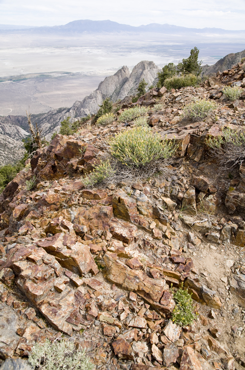 Image of alpine serpentweed