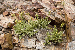 Image of alpine serpentweed