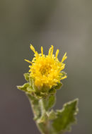 Image of alpine serpentweed