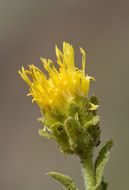 Image of alpine serpentweed