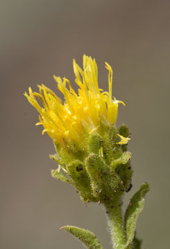 Image of alpine serpentweed