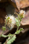 Image of alpine serpentweed