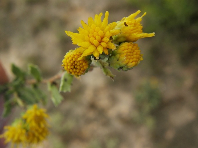 Image of Isocoma gypsophila B. L. Turner