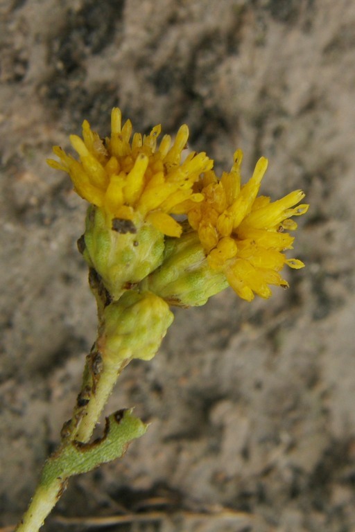 Image of Isocoma gypsophila B. L. Turner