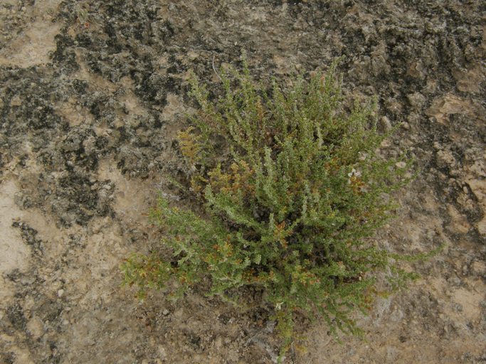 Image of Frankenia gypsophila I. M. Johnston