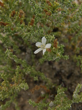 Image de Frankenia gypsophila I. M. Johnston