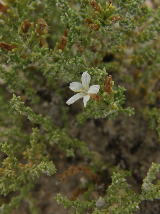 Image of Frankenia gypsophila I. M. Johnston