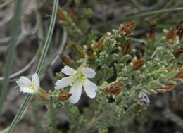 Слика од Frankenia gypsophila I. M. Johnston