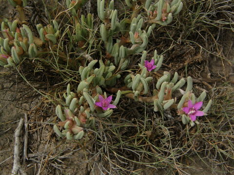 Image of verrucose seapurslane