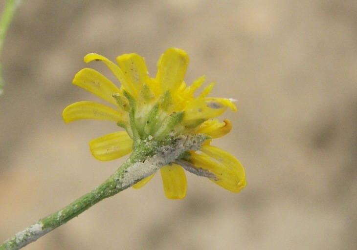 Image of sticky snakeweed