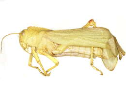 Image of lubber grasshoppers