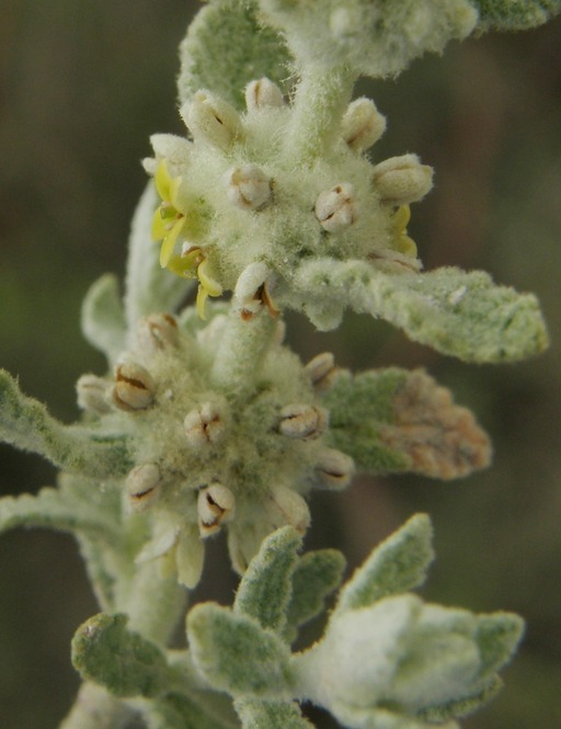 Image of escobilla butterflybush