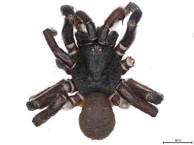 Image of baldlegged spiders