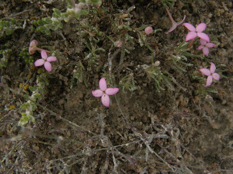 Plancia ëd Houstonia rubra Cav.