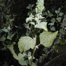 Plancia ëd Ambrosia chenopodiifolia (Benth.) Payne