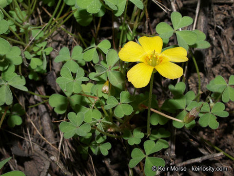 Image of California woodsorrel