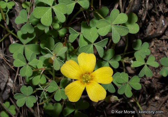 Image of California woodsorrel