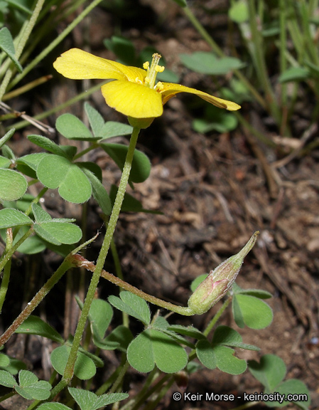 Sivun Oxalis albicans subsp. californica (Abrams) Eiten kuva