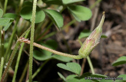 Sivun Oxalis albicans subsp. californica (Abrams) Eiten kuva