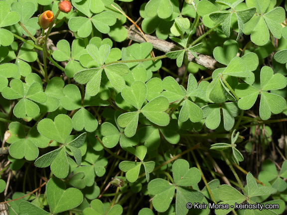 Sivun Oxalis albicans subsp. californica (Abrams) Eiten kuva