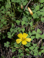 Image of California woodsorrel