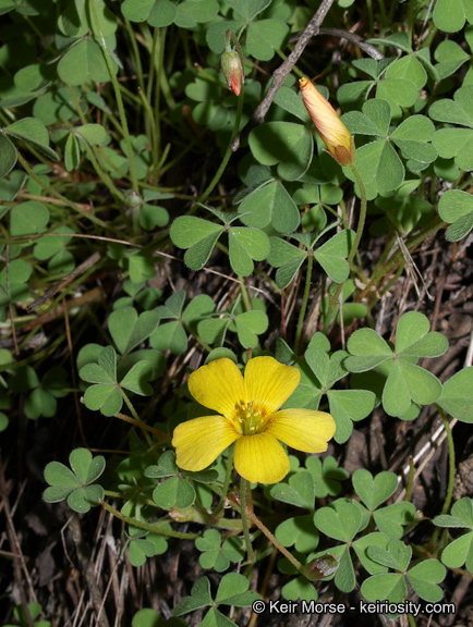 Sivun Oxalis albicans subsp. californica (Abrams) Eiten kuva