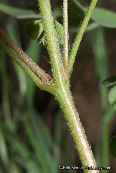 Image of California woodsorrel