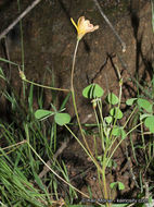 Image of California woodsorrel