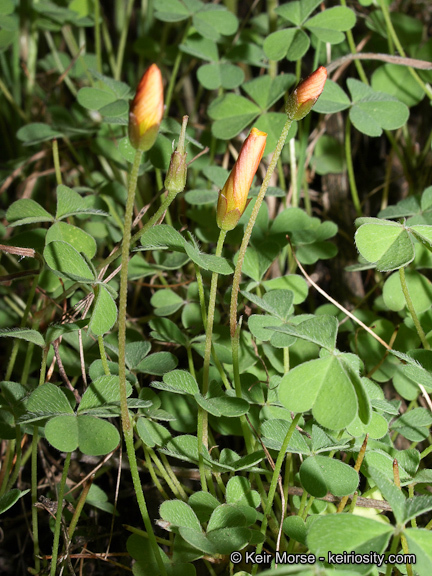 Sivun Oxalis albicans subsp. californica (Abrams) Eiten kuva