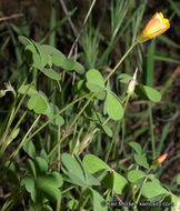 Sivun Oxalis albicans subsp. californica (Abrams) Eiten kuva