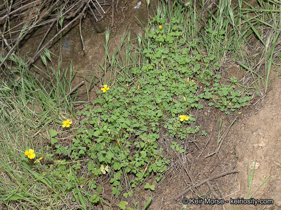 Image of California woodsorrel