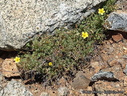 Sivun Oxalis albicans subsp. californica (Abrams) Eiten kuva