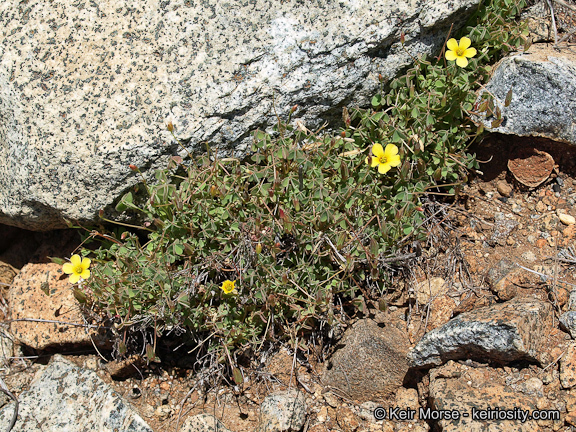 Sivun Oxalis albicans subsp. californica (Abrams) Eiten kuva