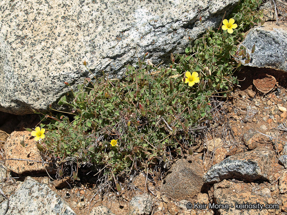 Image of California woodsorrel