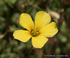 Sivun Oxalis albicans subsp. californica (Abrams) Eiten kuva