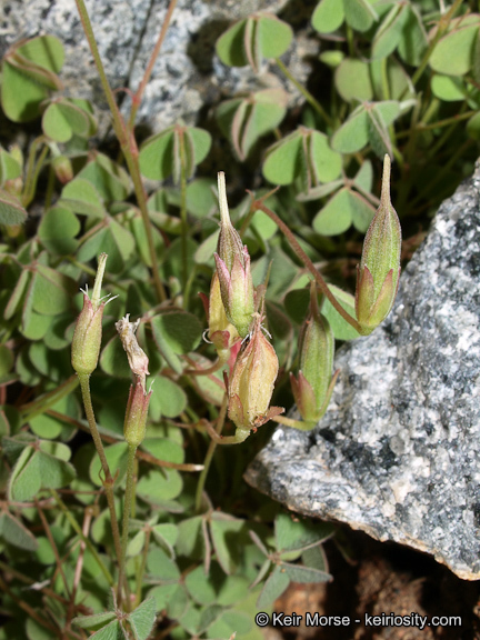 Image of California woodsorrel