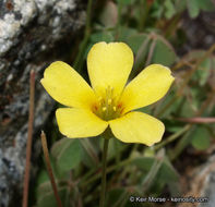 Image of California woodsorrel