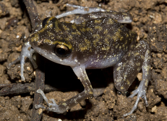 Image of Whistling Chirping Frog