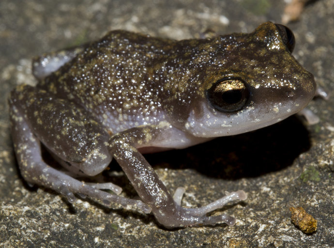 Image of Whistling Chirping Frog