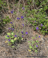 Image of Parry's phacelia