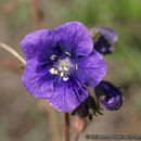 Image of Parry's phacelia