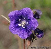 Phacelia parryi Torr.的圖片