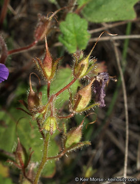 Image of Parry's phacelia