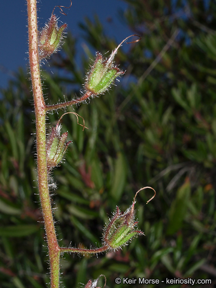 Image of Parry's phacelia