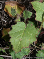 Image of Parry's phacelia