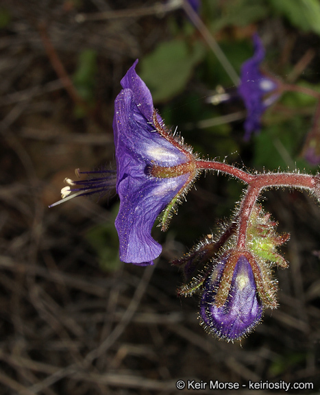 Image of Parry's phacelia